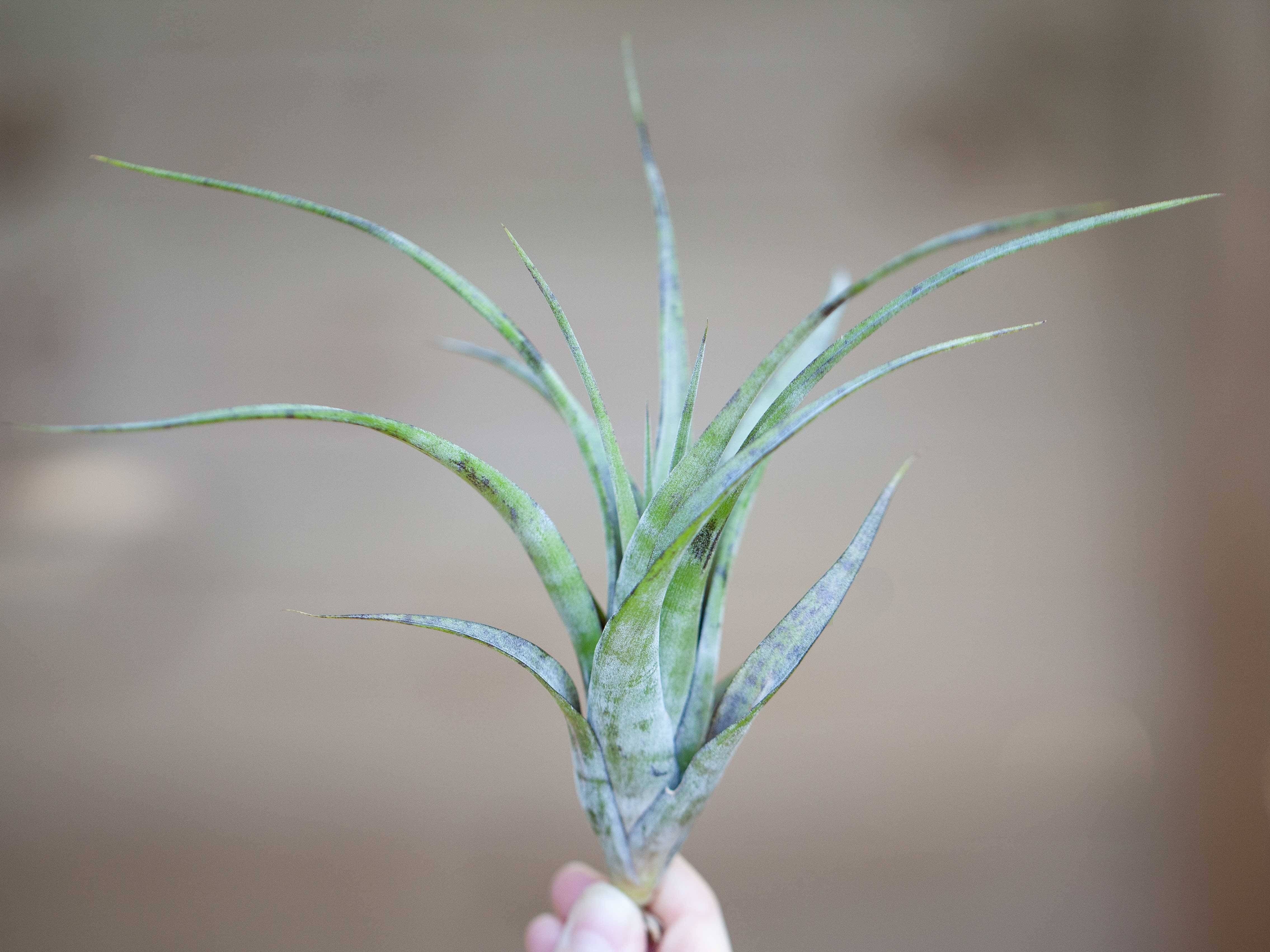 Tillandsia Flexuosa Air Plants – Air Plant Design Studio