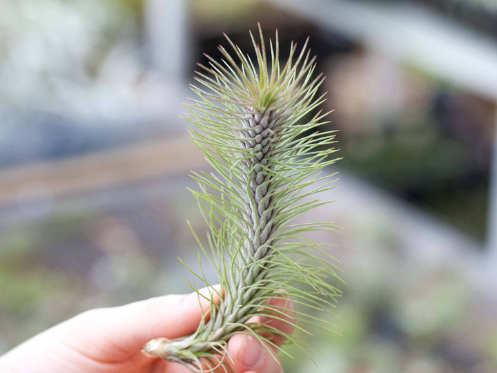 Tillandsia Funckiana v. Recurvifolia Air Plant