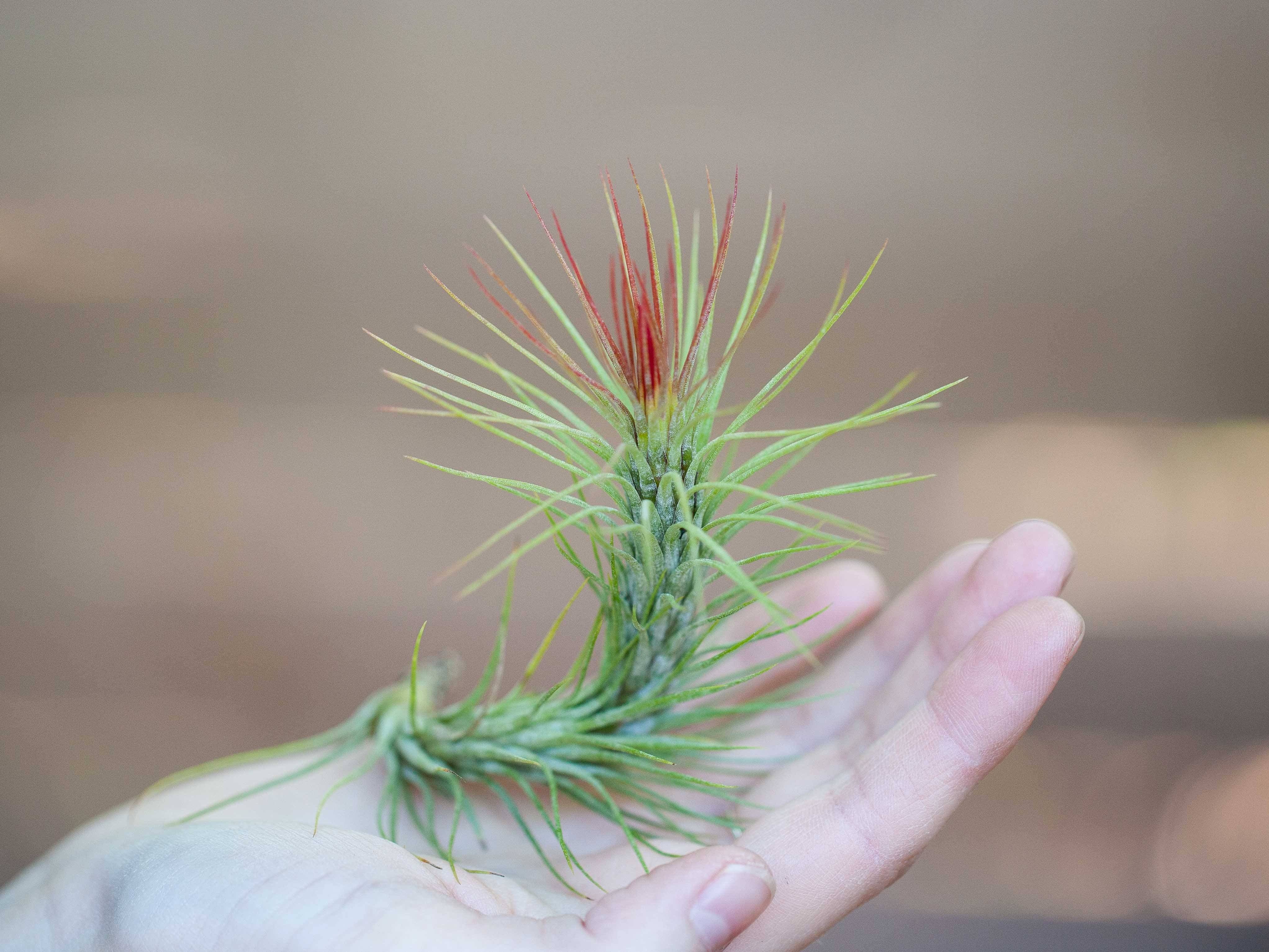 Tillandsia Funckiana Air Plants – Air Plant Design Studio