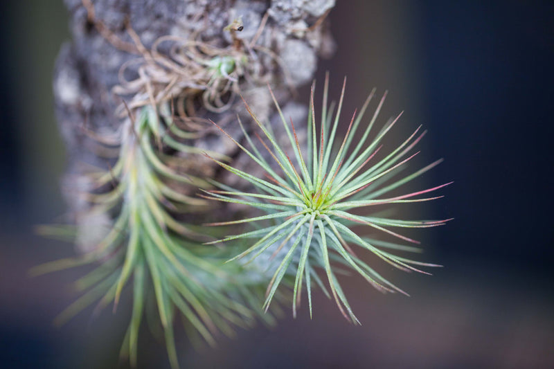 Close up of Tillandsia Funckiana Air Plant Naturally Attached to a Tree