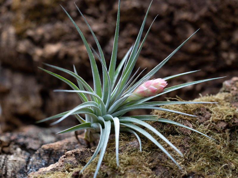 Tillandsia Houston Air Plant with Pink Bud