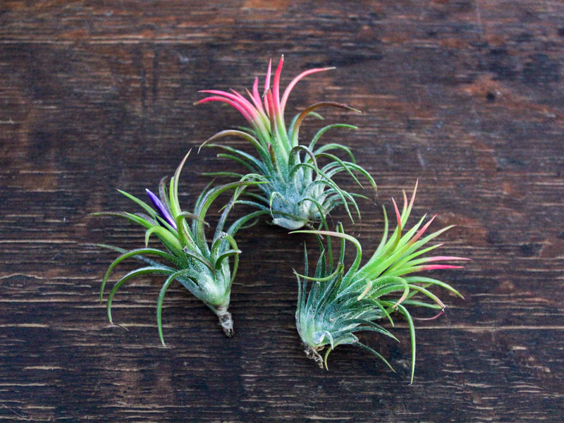 3 Tillandsia Ionantha Fuego Air Plants in Different Stages of Blush and Bloom
