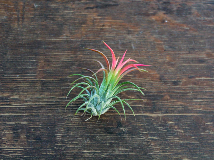Blushing Tillandsia Ionantha Fuego Air Plant