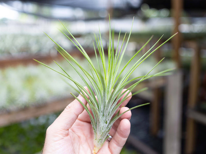 Tillandsia Rectifolia (Ionantha x schiedeana) Air Plant