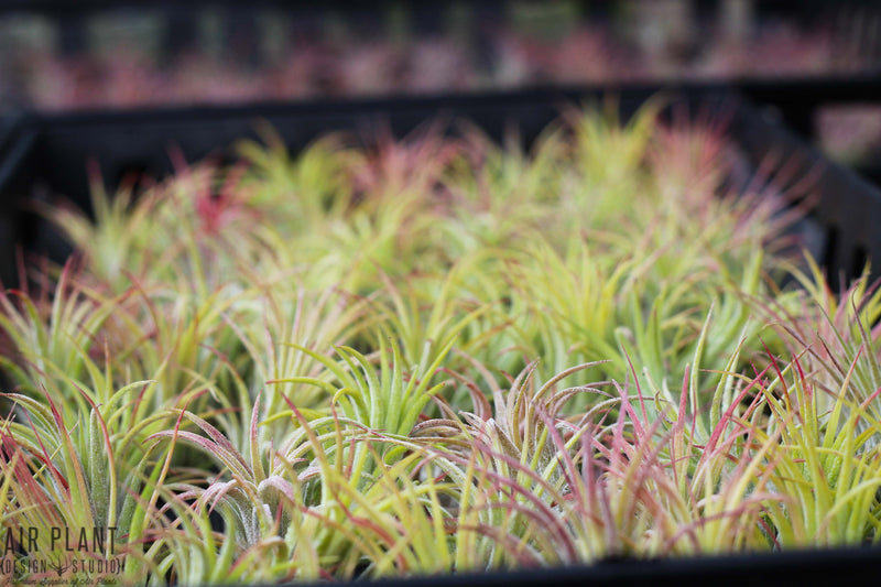 Hundreds of Ionantha Guatemala Air Plant on a Tray