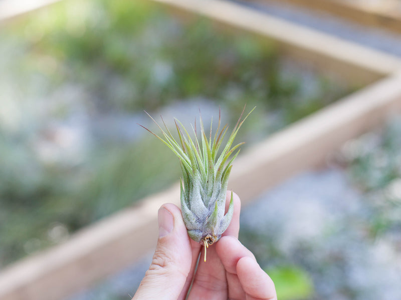 Hand Holding a Tiny Tillandsia Ionantha Scaposa Air Plant