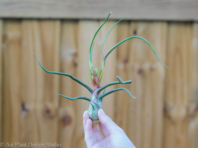 Hand Holding a Bulbosa Belize Air Plant