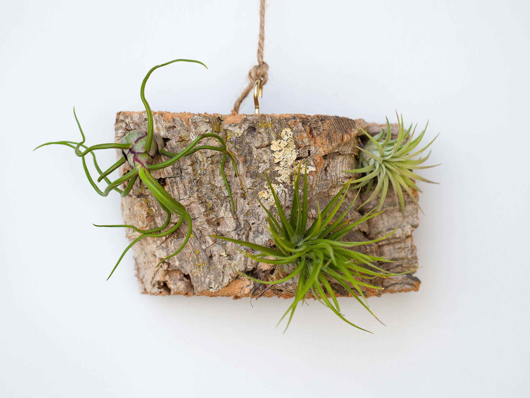 Small Virgin Cork Bark Display with Tillandsia Air Plants Attached