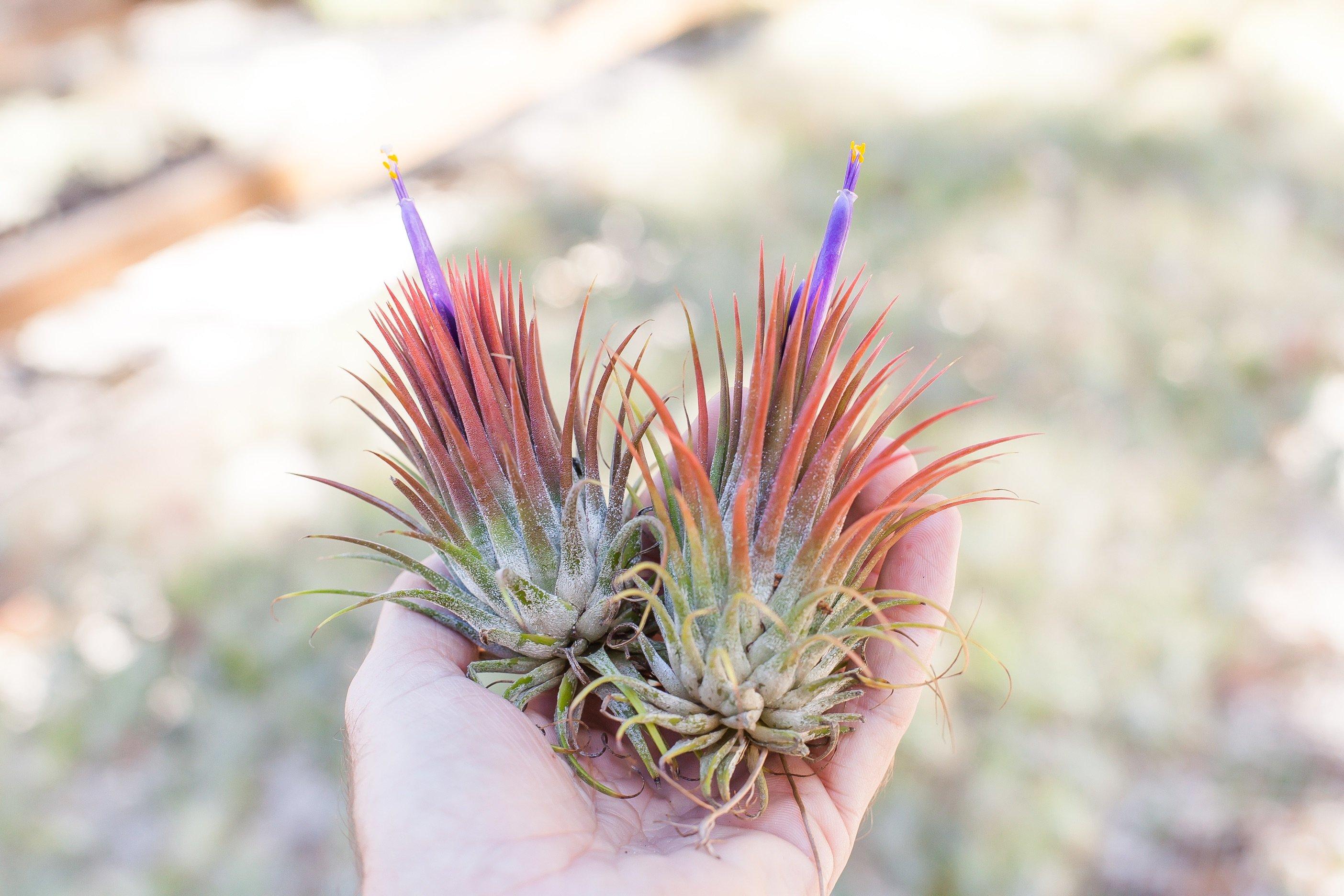 ionantha guatemala air plant Tillandsia Ionantha Guatemala 'Macho' Special Giant Ionantha Air Plants