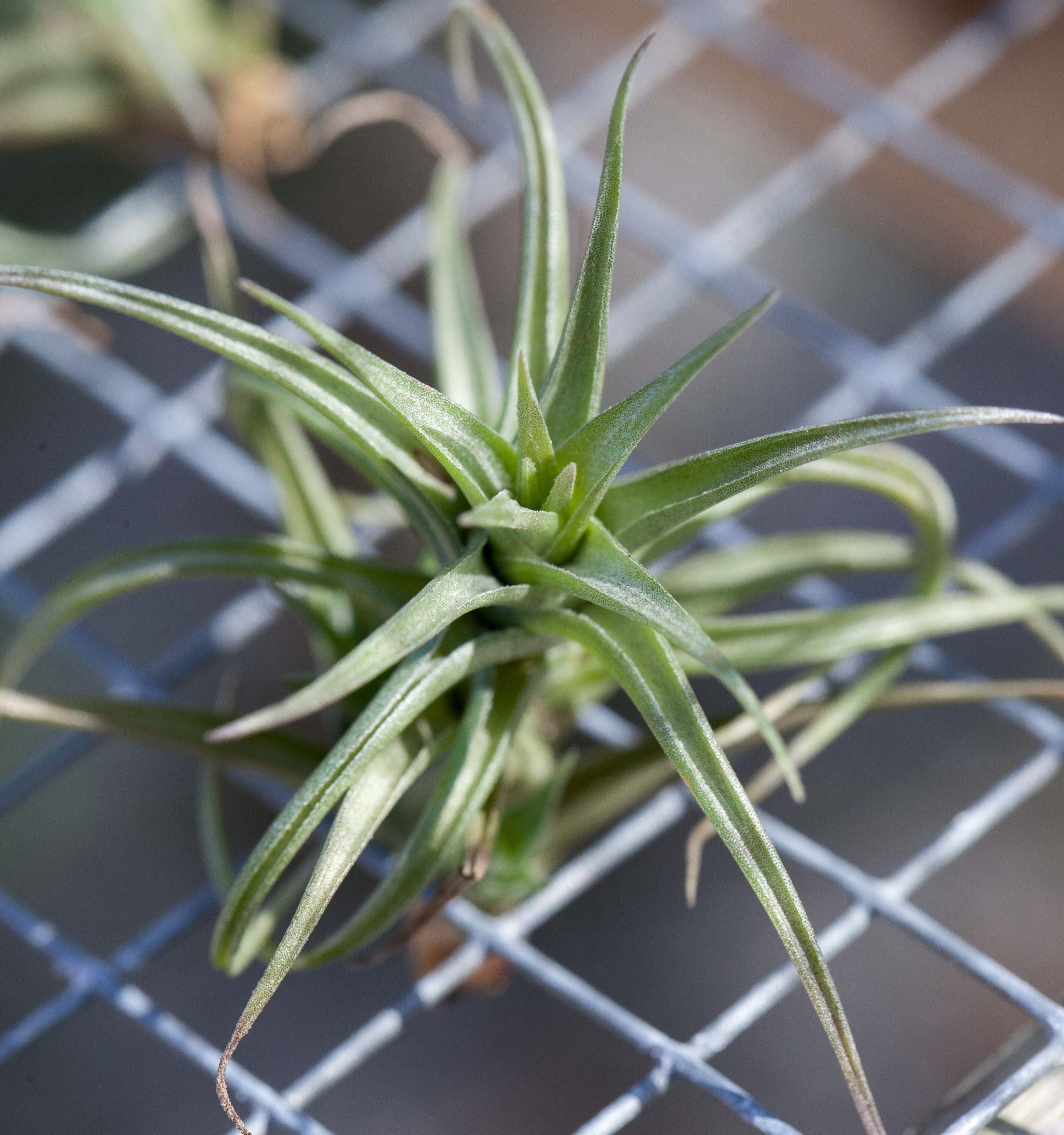 tillandsia bergeri air plant Tillandsia Bergeri Air Plant