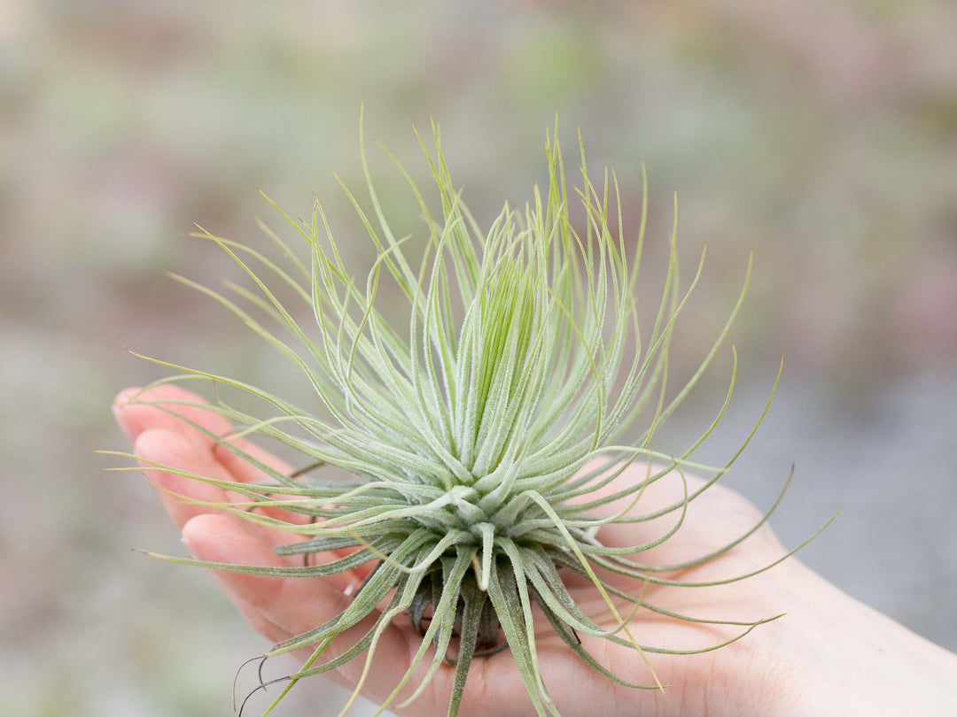 Hand Holding a Tillandsia Magnusiana Air Plant