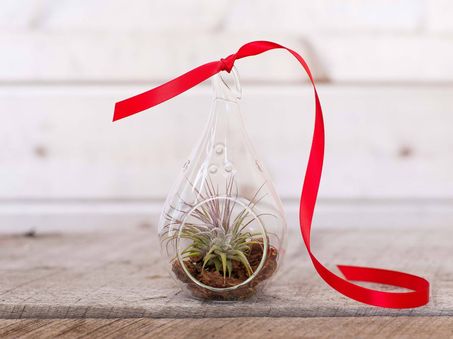Teardrop Glass Terrarium with Bark Kit, Tillandsia Ionantha Guatemala Air Plant and Red Ribbon
