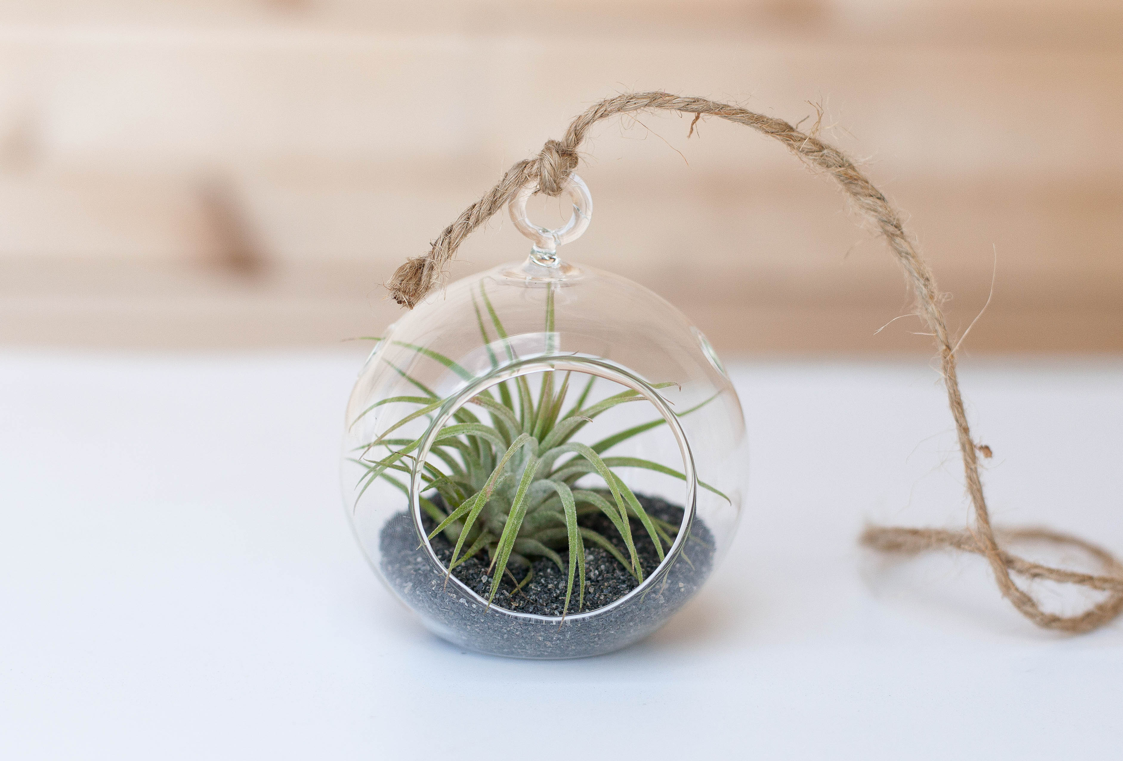 air plant small Mini Midnight Terrarium with Tillandsia Ionantha Air Plant