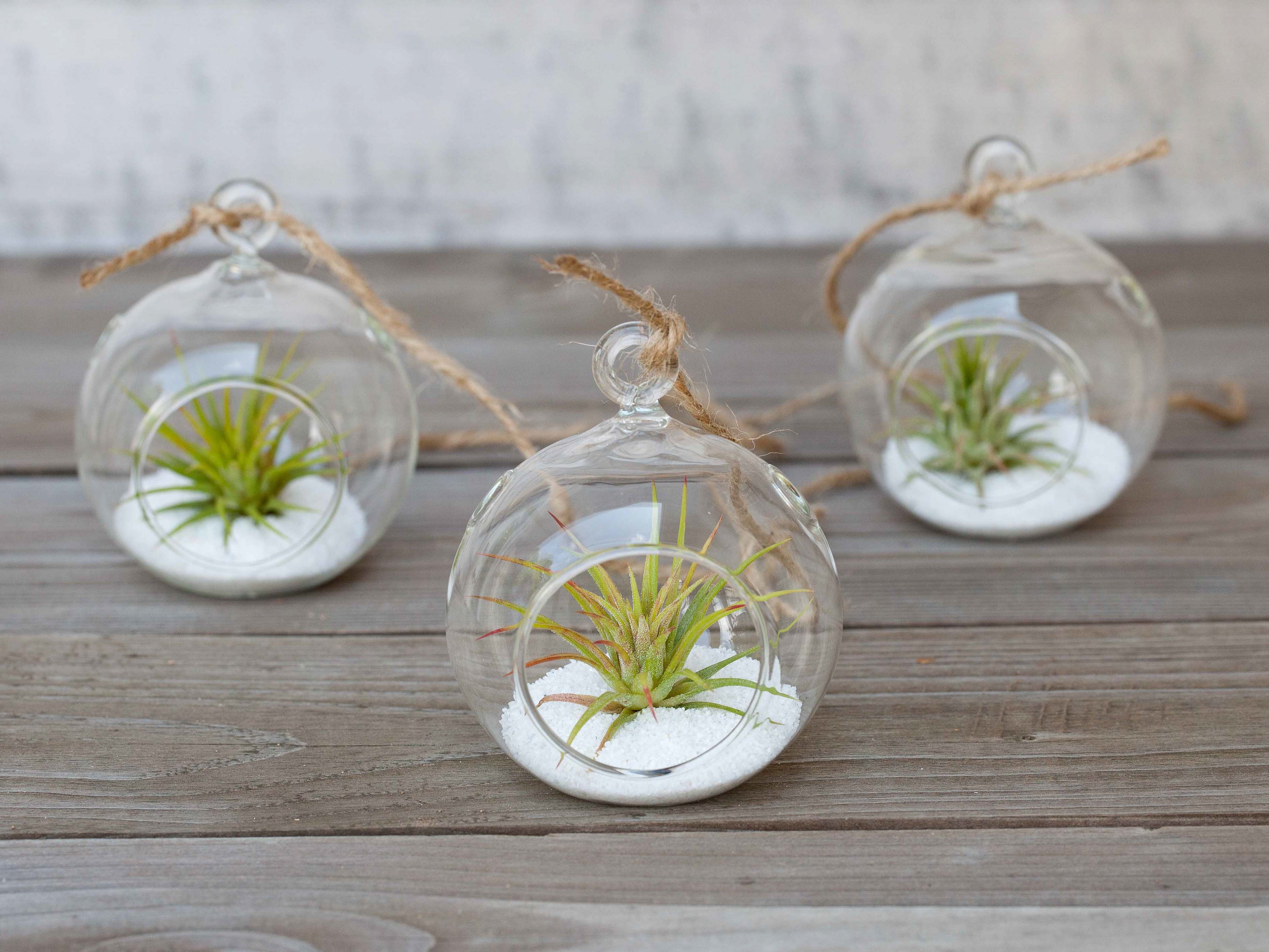 mini air plant terrarium Mini Coastal Terrariums with Tillandsia Ionantha – Air Plant Design Studio
