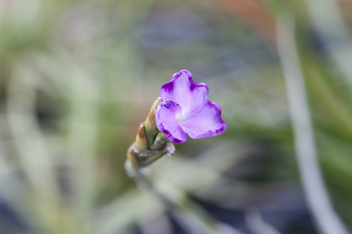 Flower from the bloom of a Tillandsia Paleacea Air Plant
