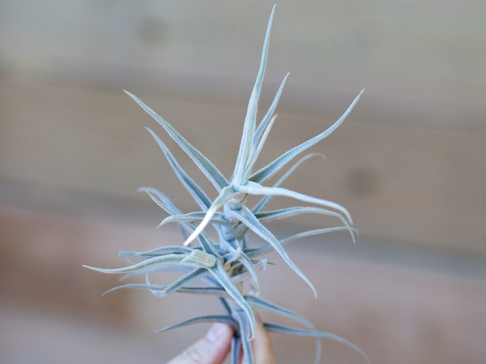 Tillandsia paleacea air plant