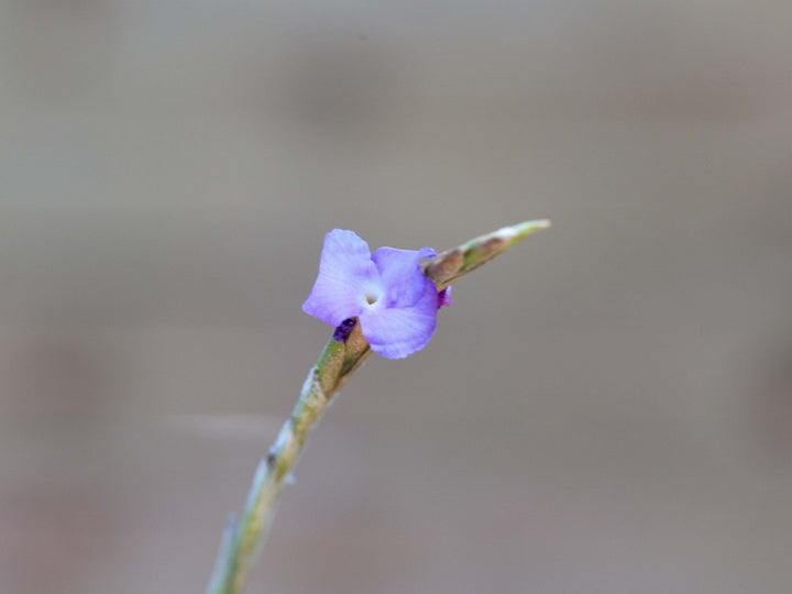 Tillandsia paleacea air plant bloom