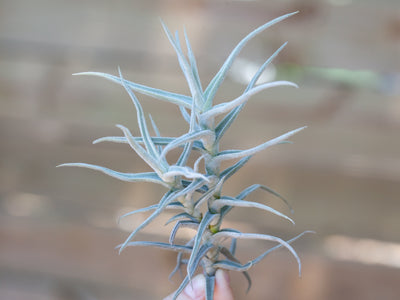 Tillandsia paleacea air plant