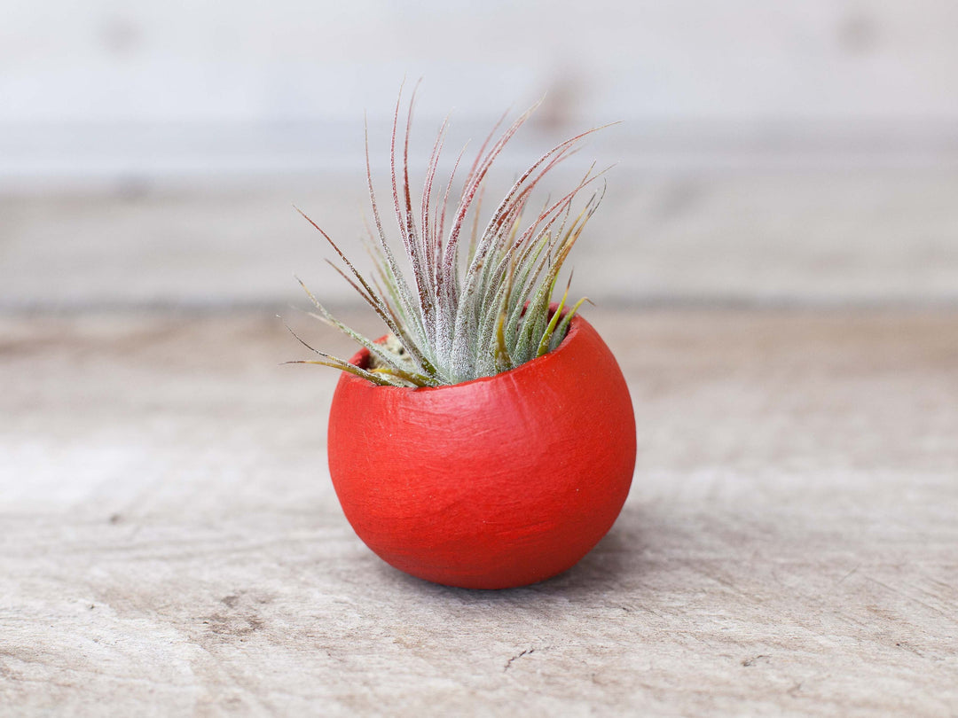 Red Pod with Assorted Tillandsia Air Plant and Custom Reindeer Moss