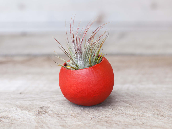 Red Pod with Assorted Tillandsia Air Plant and Custom Reindeer Moss