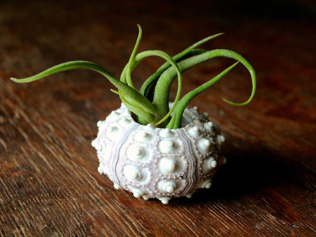 sea urchin air plants Sputnik Sea Urchin with Tillandsia Caput Medusae Air Plant