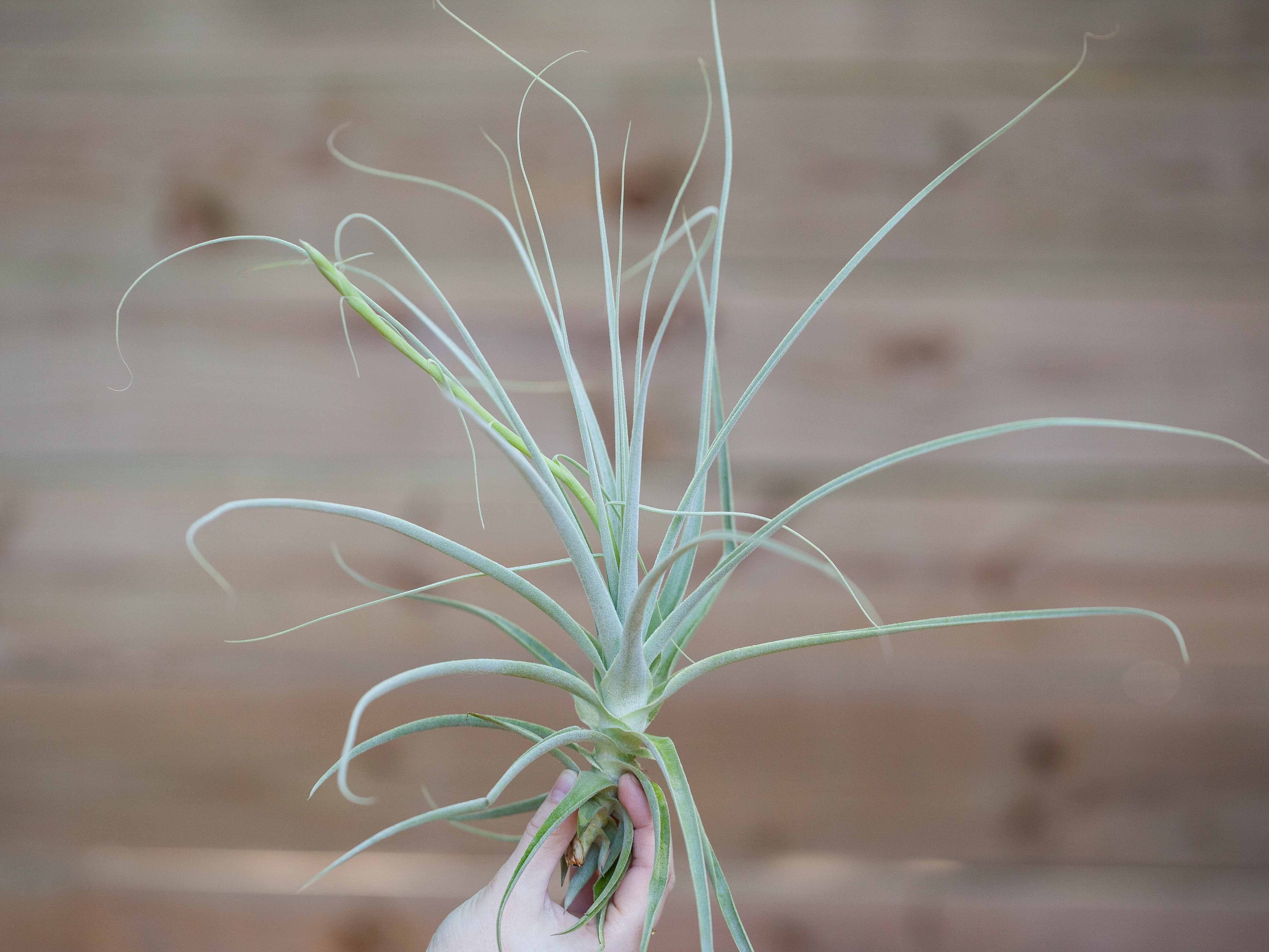 long stringy air plant Tillandsia Straminea 'Thin Leaf' Air Plant