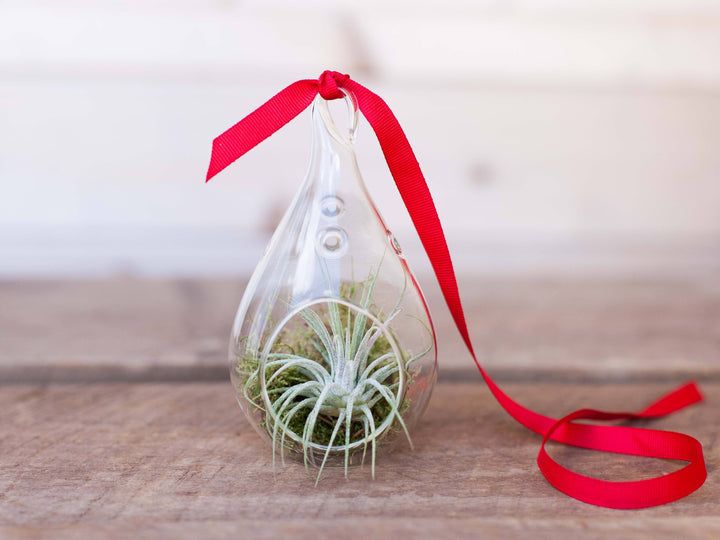 Teardrop Shaped Glass Terrarium with Moss, Tillandsia Ionantha Air Plant and Red Ribbon