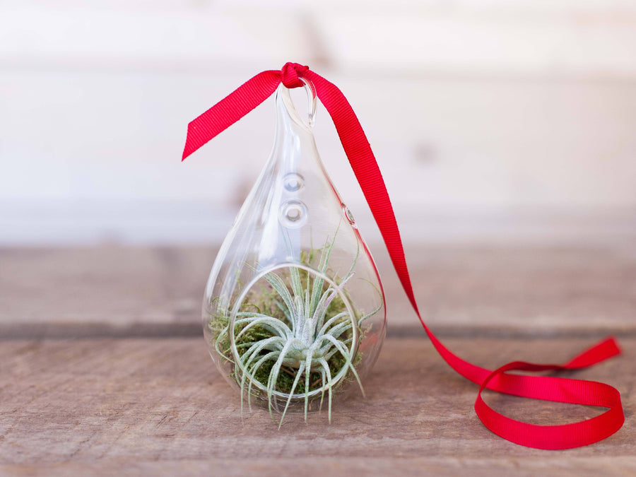 Teardrop Shaped Glass Terrarium with Moss, Tillandsia Ionantha Air Plant and Red Ribbon