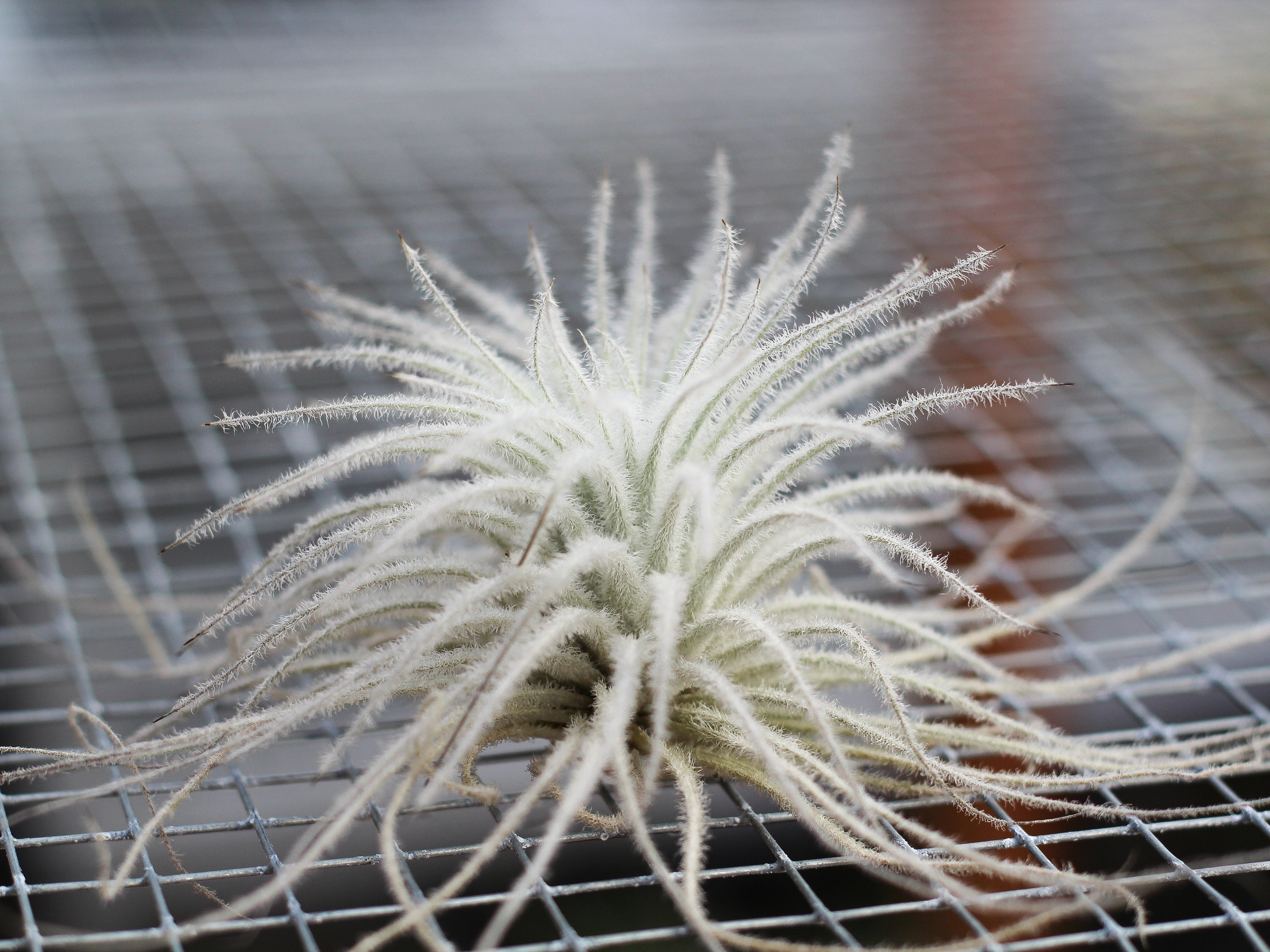 tectorum air plant Tillandsia Tectorum Ecuador Air Plant