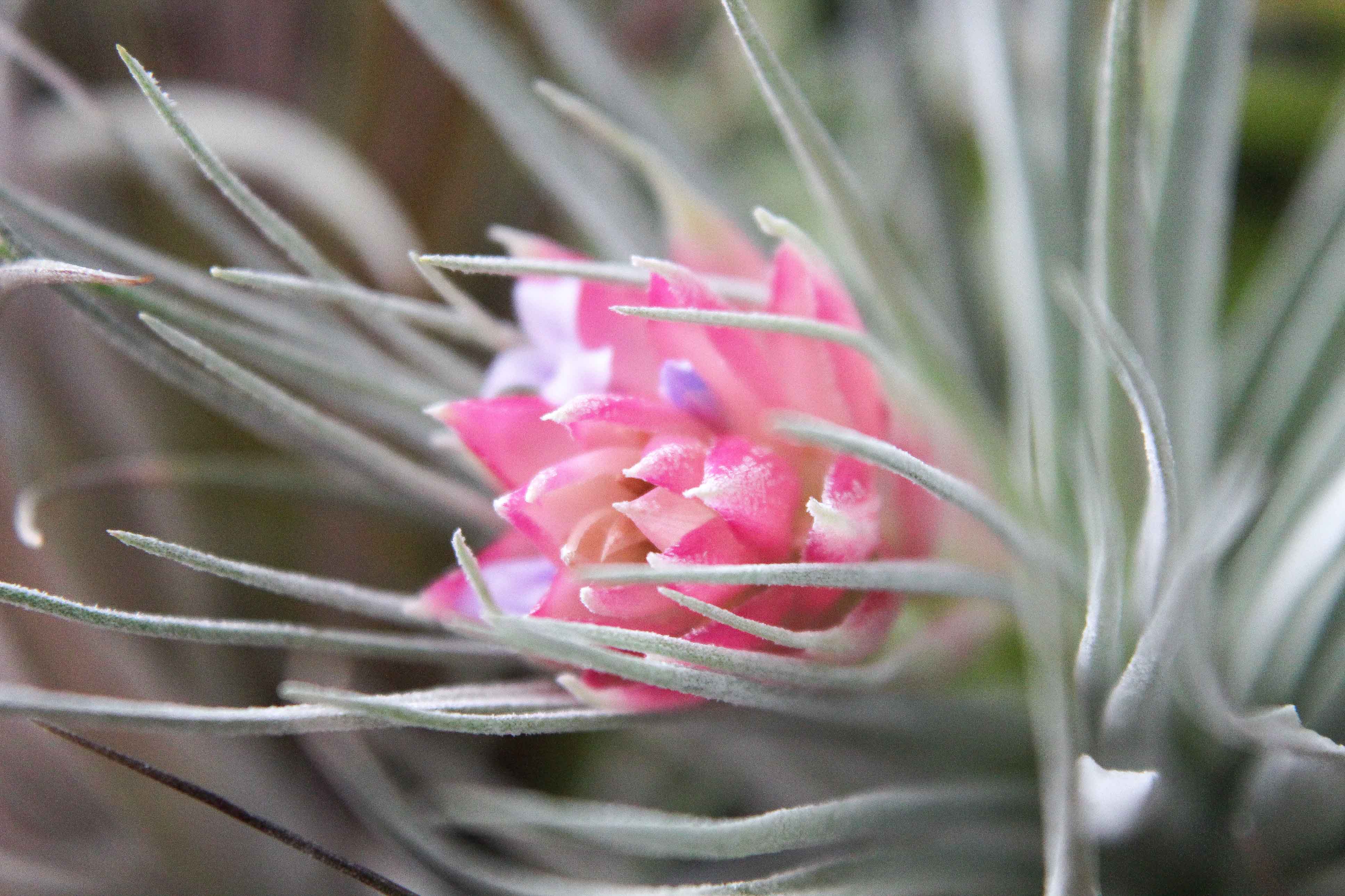 houston dark pink air plant Tillandsia 'Houston' Stricta Air Plant