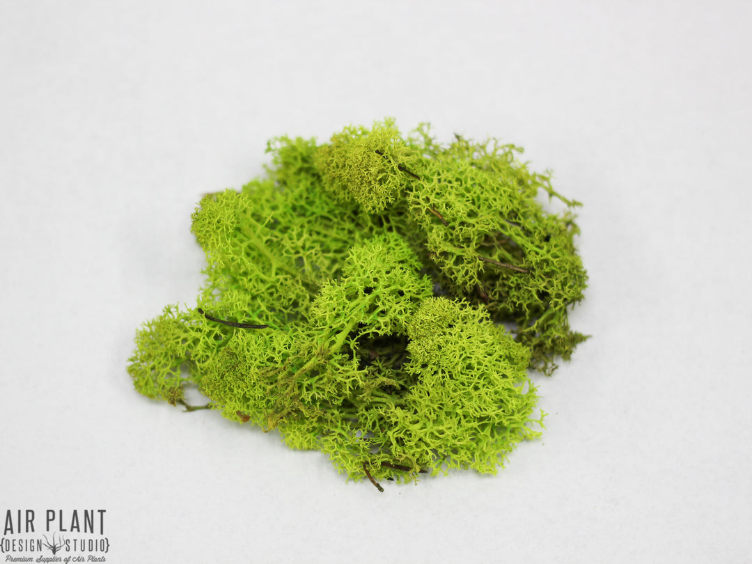 Teardrop Terrarium with Custom Reindeer Moss and Tillandsia Ionantha Air Plant