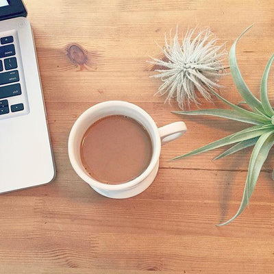 Air Plants At Work: Green Up Your Workspace for Maximum Productivity