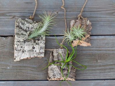 Mounting Air Plants 101