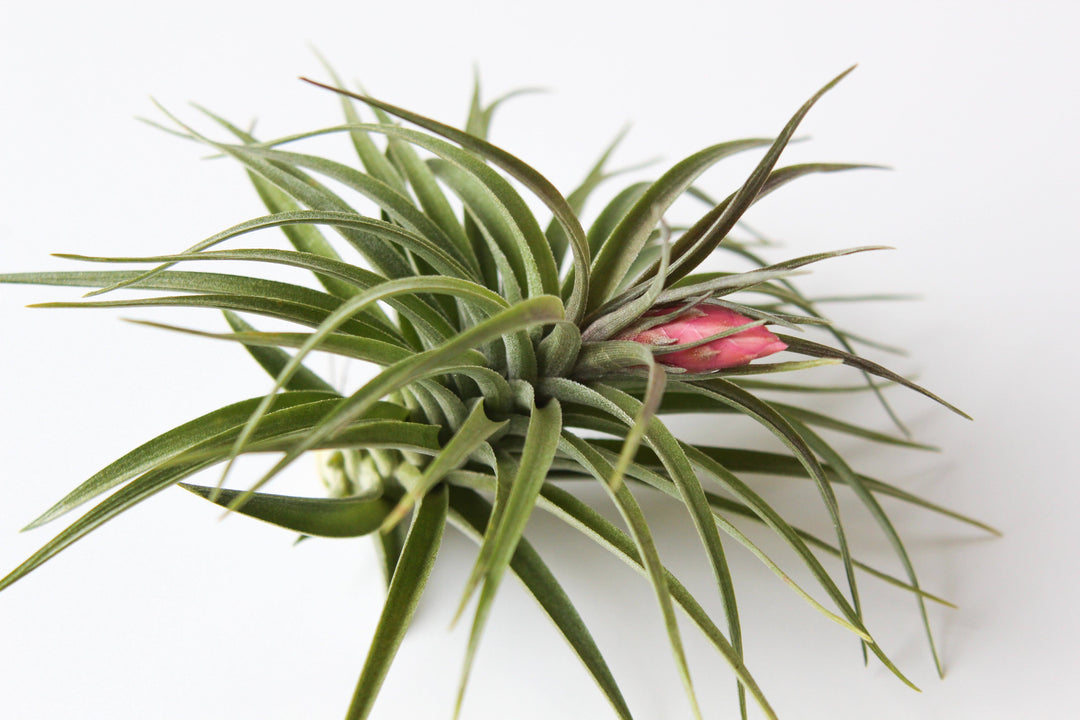 Blooming Tillandsia Aeranthos Air Plant