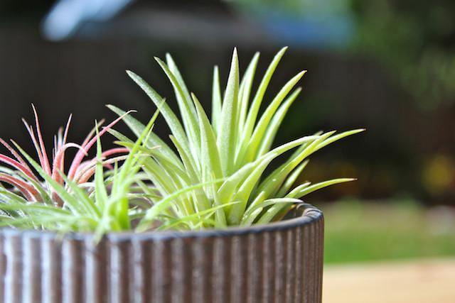 Tillandsia Ionantha Rubra Air Plants in a Planter Outside