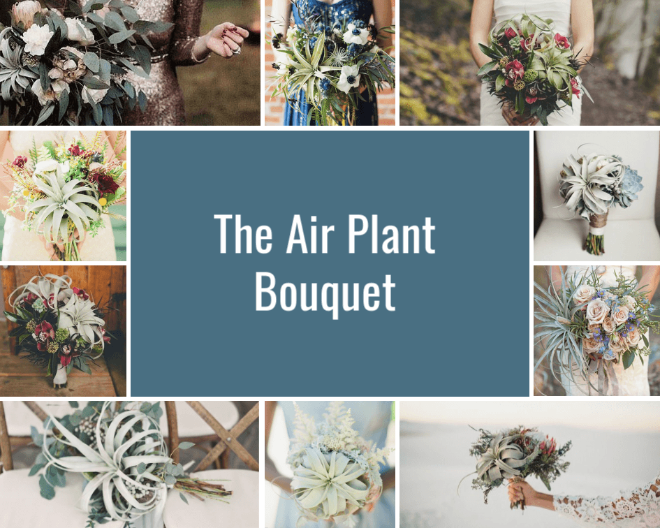 Tillandsia Air Plants for Wedding Bouquet
