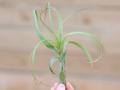 Tillandsia Spotlight: Balbisiana Air Plant