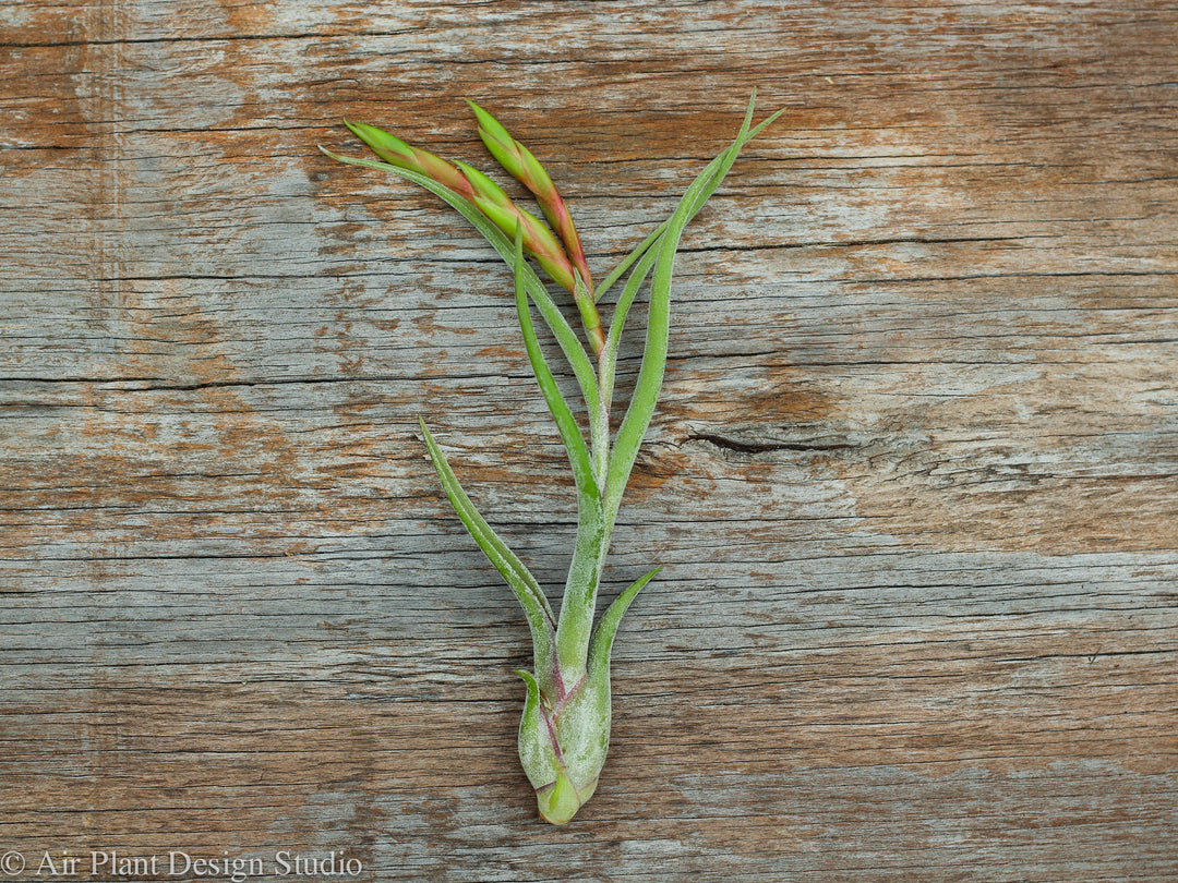 Tillandsia Caput Medusae Air Plant