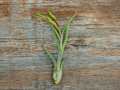 Tillandsia Spotlight: Caput Medusae Air Plant