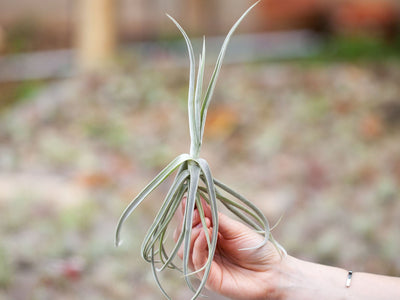 Tillandsia Spotlight: Duratii Air Plant