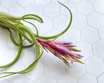 Unlocking the Secret to Blooming Air Plants