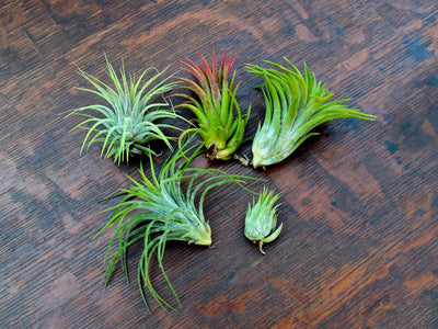 Tillandsia Spotlight: Ionantha Air Plant Variety