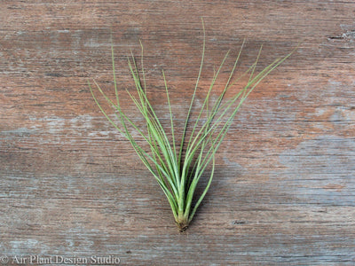 Air Plant Bases: What's Normal & What's Not