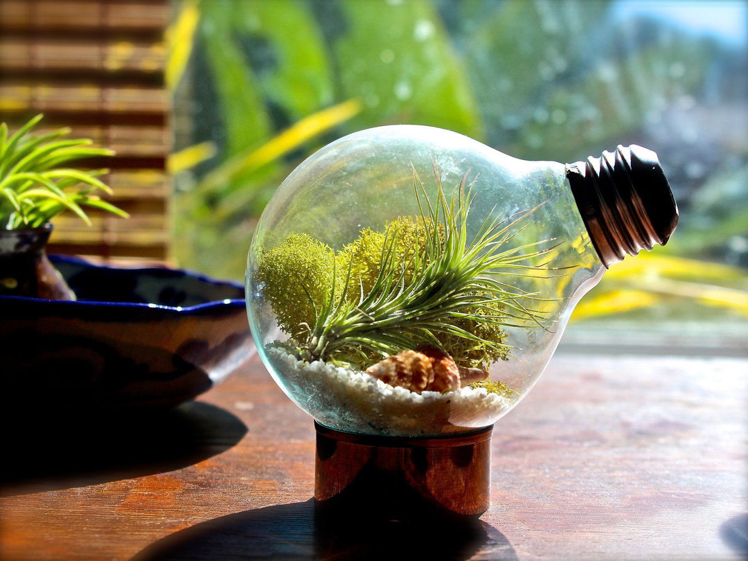 Tillandsia Air Plant Terrarium made out of an old Lightbulb