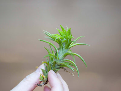 Tillandsia Spotlight: T. neglecta