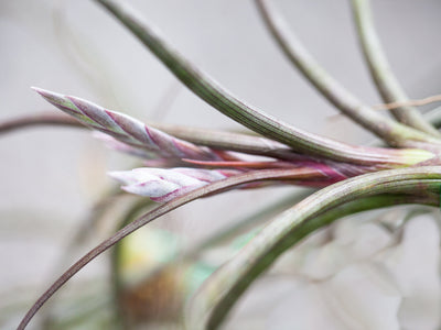 Tillandsia Spotlight: Baileyi Air Plant