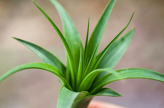 Tillandsia Polystachia Air Plant