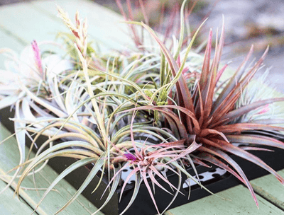 Growing & Displaying Air Plants Outside