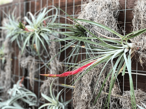Tillandsia air plants growing on display 
