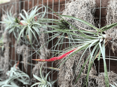 How Fast Do Air Plants Grow?